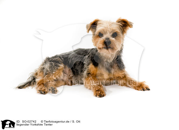 liegender Yorkshire Terrier / lying Yorkshire Terrier / SO-02742