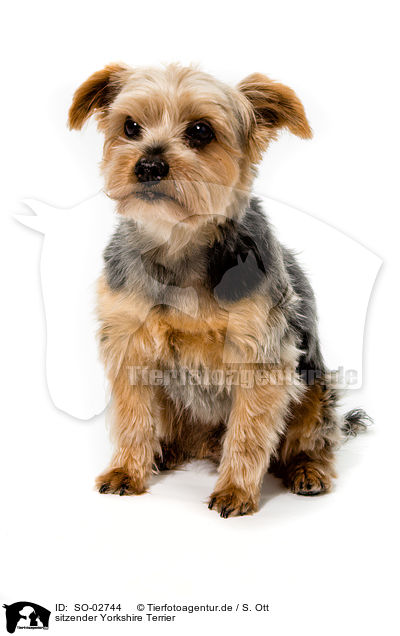sitzender Yorkshire Terrier / sitting Yorkshire Terrier / SO-02744