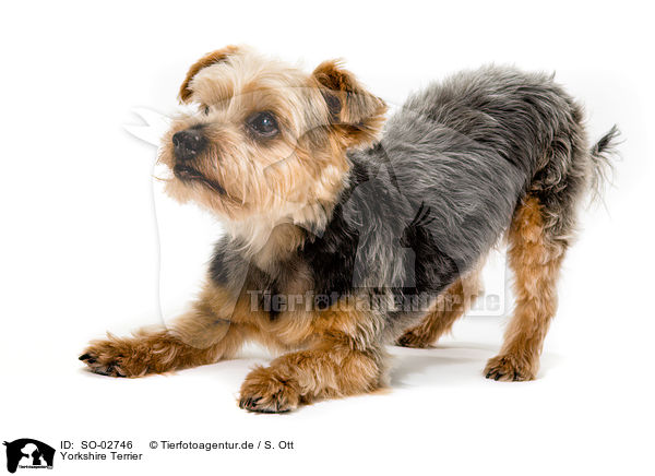 Yorkshire Terrier / Yorkshire Terrier / SO-02746