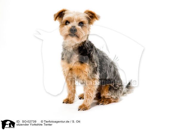 sitzender Yorkshire Terrier / sitting Yorkshire Terrier / SO-02739