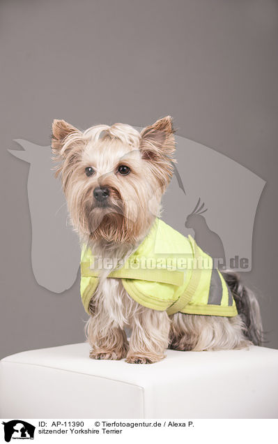 sitzender Yorkshire Terrier / sitting Yorkshire Terrier / AP-11390