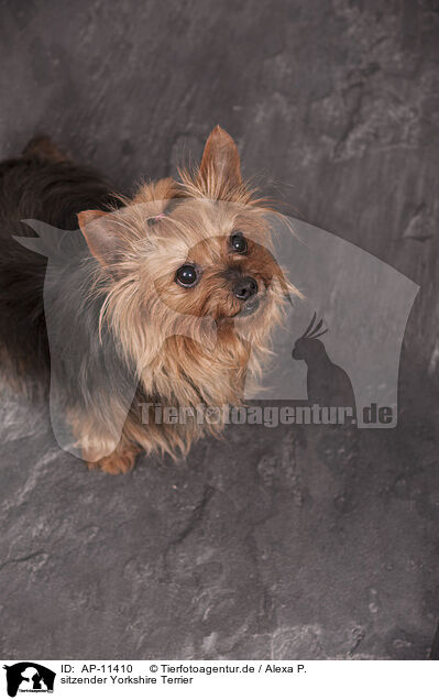 sitzender Yorkshire Terrier / sitting Yorkshire Terrier / AP-11410