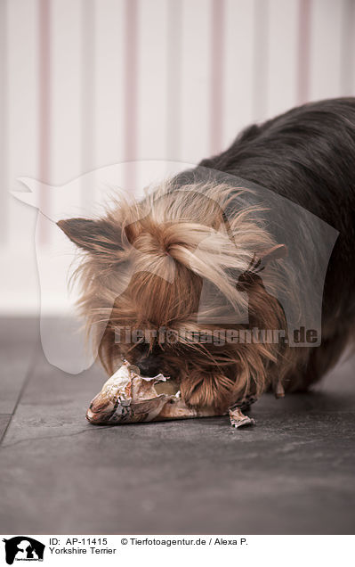 Yorkshire Terrier / Yorkshire Terrier / AP-11415