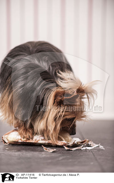 Yorkshire Terrier / Yorkshire Terrier / AP-11416