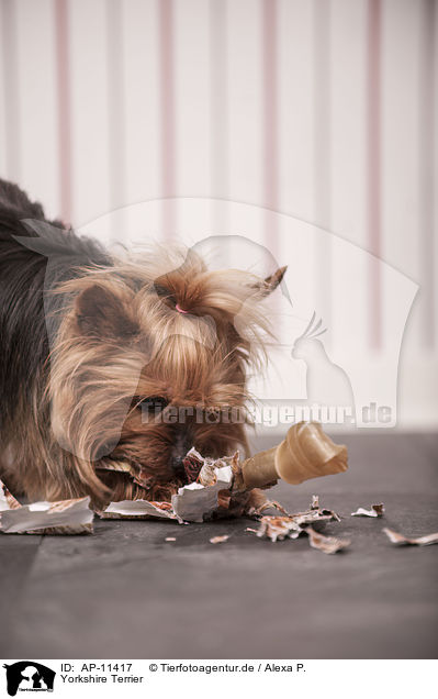 Yorkshire Terrier / Yorkshire Terrier / AP-11417