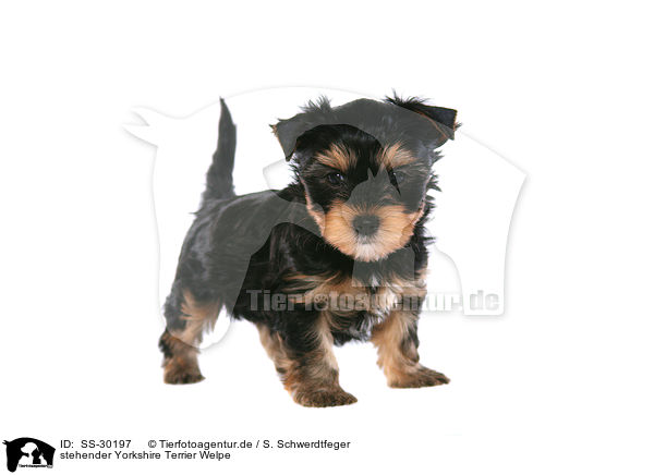 stehender Yorkshire Terrier Welpe / SS-30197