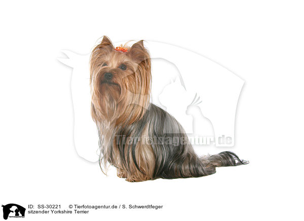 sitzender Yorkshire Terrier / sitting Yorkshire Terrier / SS-30221