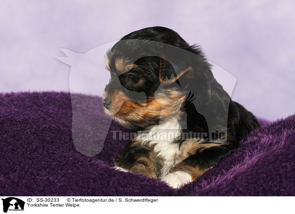 Yorkshire Terrier Welpe / Yorkshire Terrier Puppy / SS-30233