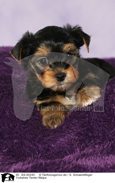Yorkshire Terrier Welpe / Yorkshire Terrier Puppy / SS-30240