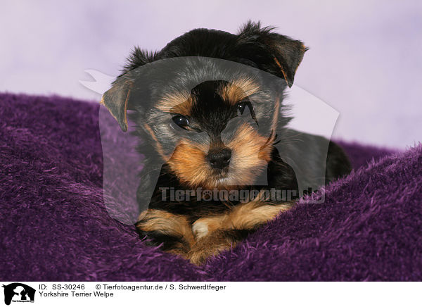 Yorkshire Terrier Welpe / Yorkshire Terrier Puppy / SS-30246