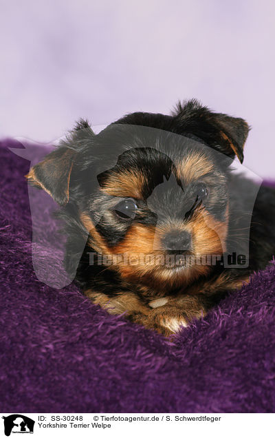 Yorkshire Terrier Welpe / Yorkshire Terrier Puppy / SS-30248