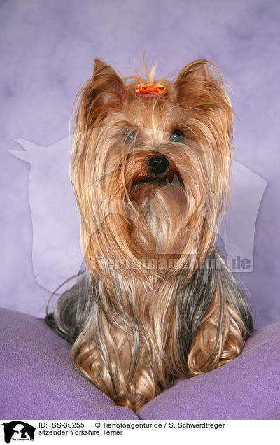 sitzender Yorkshire Terrier / sitting Yorkshire Terrier / SS-30255