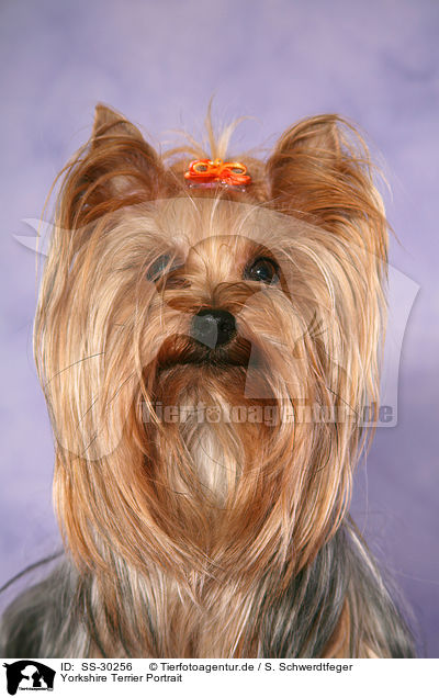 Yorkshire Terrier Portrait / Yorkshire Terrier Portrait / SS-30256