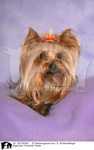 liegender Yorkshire Terrier / lying Yorkshire Terrier / SS-30259