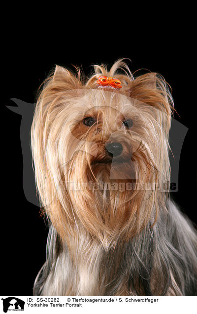 Yorkshire Terrier Portrait / Yorkshire Terrier Portrait / SS-30262