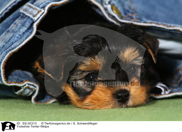 Yorkshire Terrier Welpe / Yorkshire Terrier Puppy / SS-30313