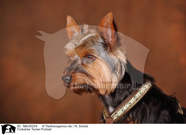 Yorkshire Terrier Portrait / Yorkshire Terrier Portrait / NN-05254