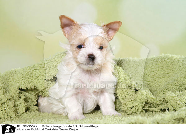 sitzender Golddust Yorkshire Terrier Welpe / sitting Golddust Yorkshire Terrier Puppy / SS-35529