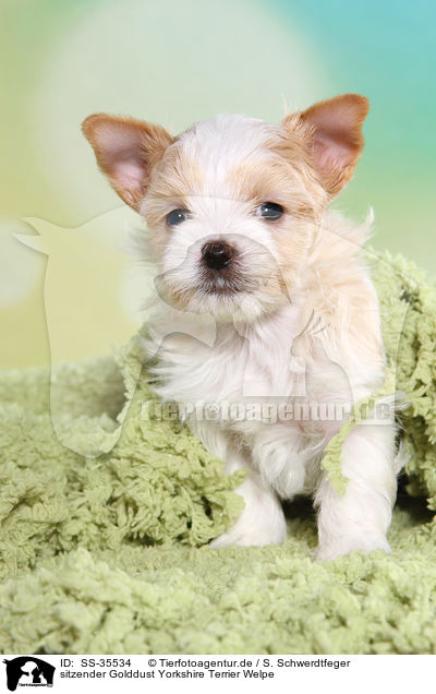 sitzender Golddust Yorkshire Terrier Welpe / sitting Golddust Yorkshire Terrier Puppy / SS-35534