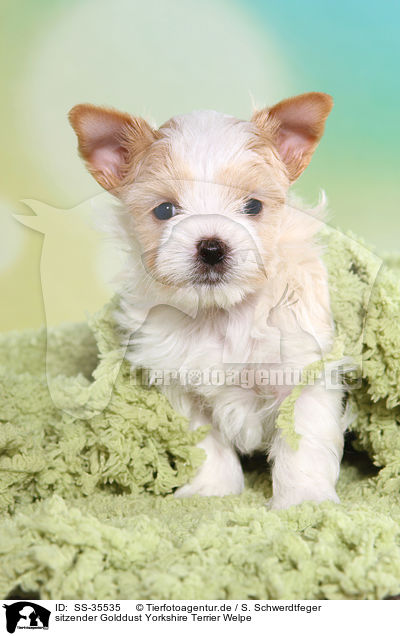 sitzender Golddust Yorkshire Terrier Welpe / sitting Golddust Yorkshire Terrier Puppy / SS-35535