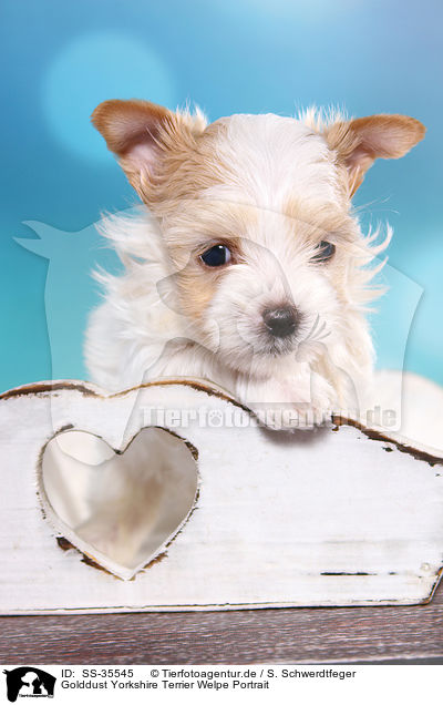 Golddust Yorkshire Terrier Welpe Portrait / SS-35545