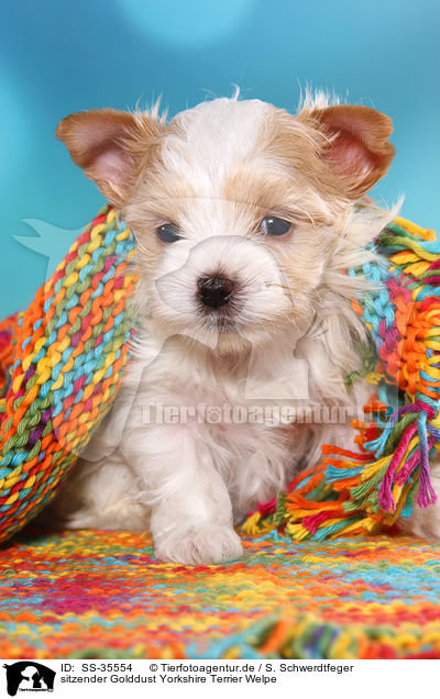 sitzender Golddust Yorkshire Terrier Welpe / sitting Golddust Yorkshire Terrier Puppy / SS-35554