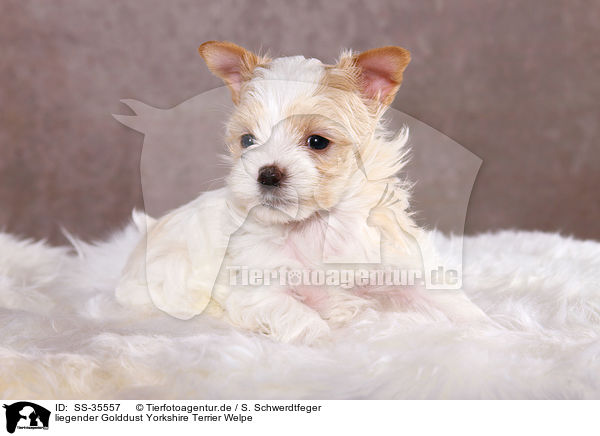 liegender Golddust Yorkshire Terrier Welpe / lying Golddust Yorkshire Terrier Puppy / SS-35557
