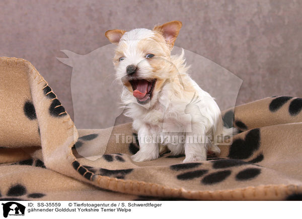 ghnender Golddust Yorkshire Terrier Welpe / yawning Golddust Yorkshire Terrier Puppy / SS-35559