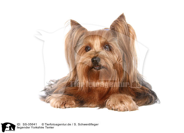 liegender Yorkshire Terrier / lying Yorkshire Terrier / SS-35641