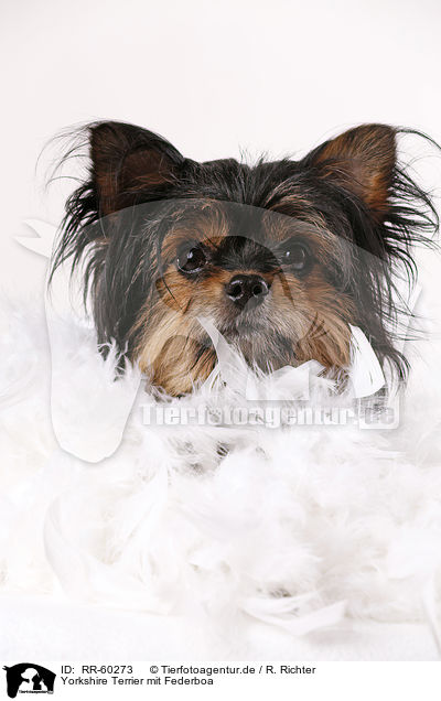 Yorkshire Terrier mit Federboa / Yorkshire Terrier with feather boa / RR-60273