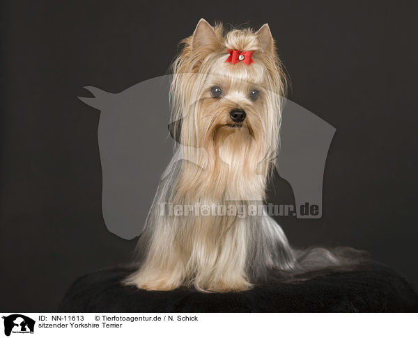 sitzender Yorkshire Terrier / sitting Yorkshire Terrier / NN-11613