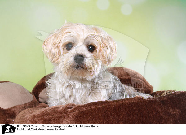 Golddust Yorkshire Terrier Portrait / Golddust Yorkshire Terrier Portrait / SS-37559