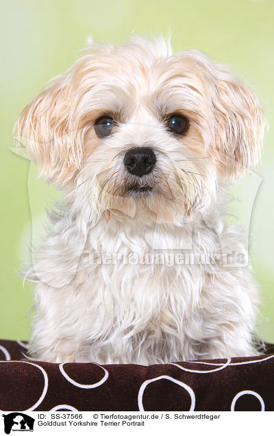 Golddust Yorkshire Terrier Portrait / Golddust Yorkshire Terrier Portrait / SS-37566