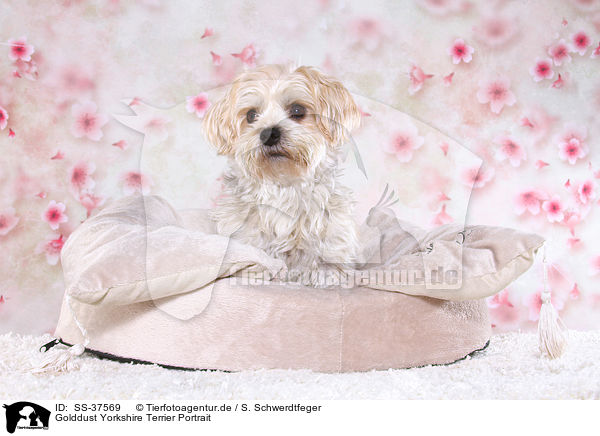 Golddust Yorkshire Terrier Portrait / Golddust Yorkshire Terrier Portrait / SS-37569