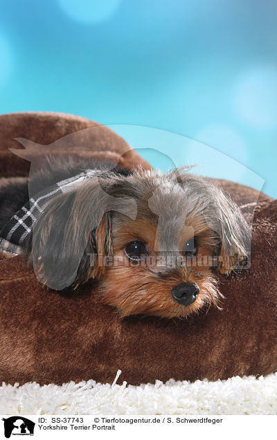 Yorkshire Terrier Portrait / Yorkshire Terrier Portrait / SS-37743
