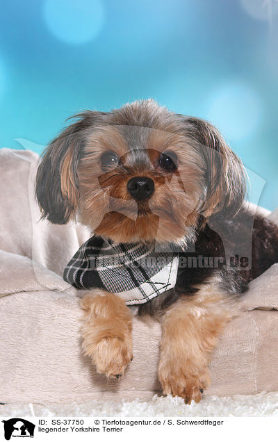 liegender Yorkshire Terrier / lying Yorkshire Terrier / SS-37750