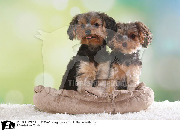 2 Yorkshire Terrier / SS-37761