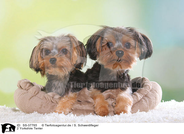 2 Yorkshire Terrier / 2 Yorkshire Terrier / SS-37765