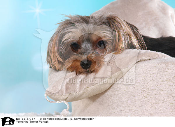 Yorkshire Terrier Portrait / Yorkshire Terrier Portrait / SS-37767