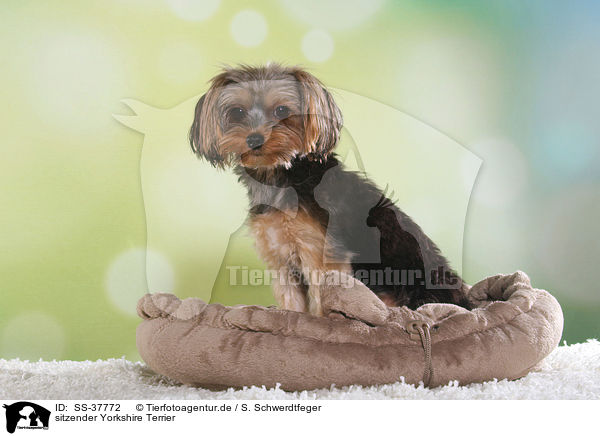 sitzender Yorkshire Terrier / SS-37772
