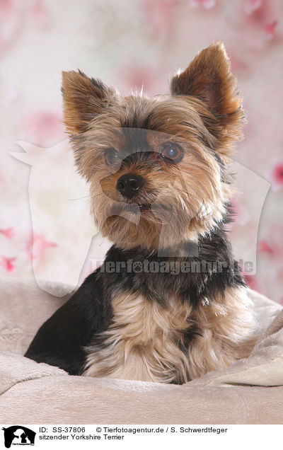 sitzender Yorkshire Terrier / sitting Yorkshire Terrier / SS-37806