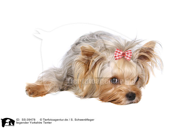 liegender Yorkshire Terrier / lying Yorkshire Terrier / SS-39478