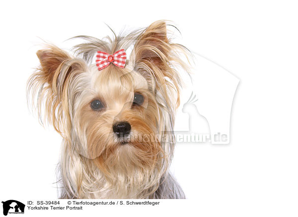 Yorkshire Terrier Portrait / Yorkshire Terrier Portrait / SS-39484