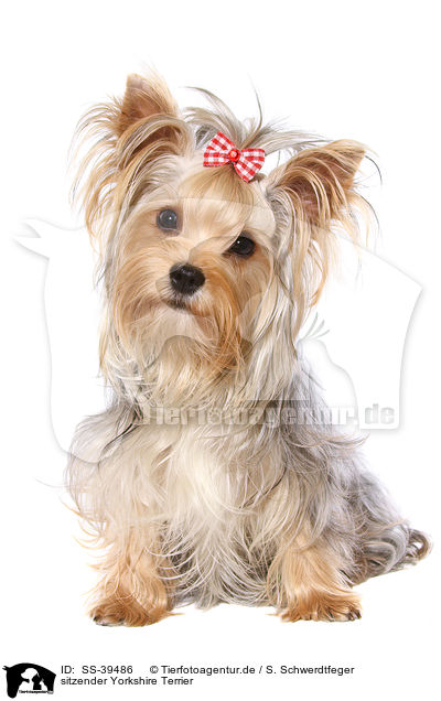 sitzender Yorkshire Terrier / sitting Yorkshire Terrier / SS-39486