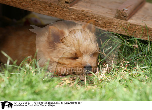 schlafender Yorkshire Terrier Welpe / sleeping Yorkshire Terrier Puppy / SS-39637