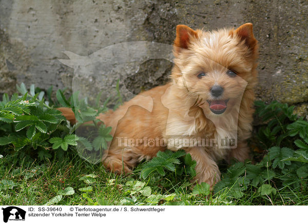 sitzender Yorkshire Terrier Welpe / sitting Yorkshire Terrier Puppy / SS-39640