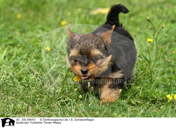 laufender Yorkshire Terrier Welpe / walking Yorkshire Terrier Puppy / SS-39643