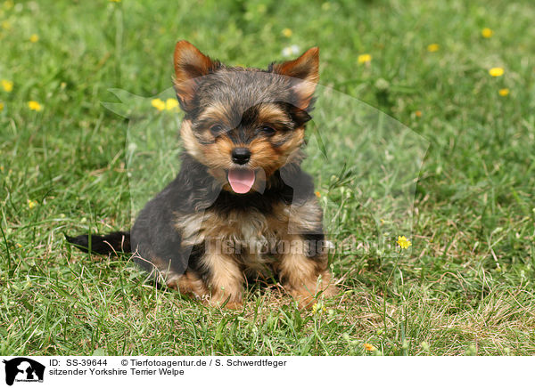 sitzender Yorkshire Terrier Welpe / sitting Yorkshire Terrier Puppy / SS-39644