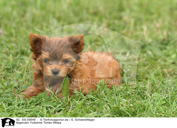 liegender Yorkshire Terrier Welpe / lying Yorkshire Terrier Puppy / SS-39646