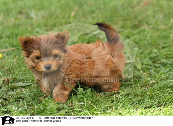 stehender Yorkshire Terrier Welpe / standing Yorkshire Terrier Puppy / SS-39647